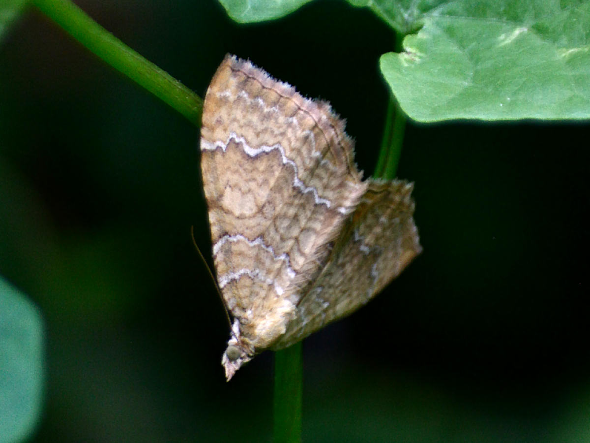 Camptogramma bilineata ??